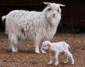 Cashmere Goats